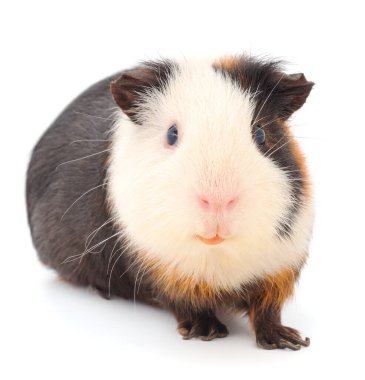 Beyaz arka planda izole edilmiş kobay faresi. Komik, guinapig. 