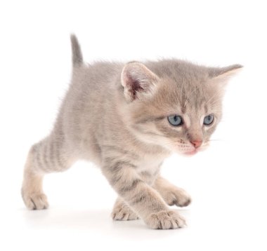 Beyaz arka planda küçük gri kedi yavrusu.