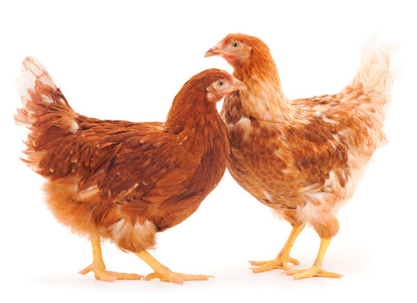 Two young brown hen isolated on white background.