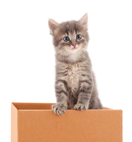 Beyaz Arka Planda Izole Bir Kutuda Oturan Kedi Yavrusu — Stok fotoğraf