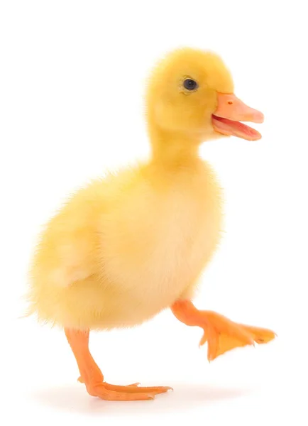 Little Cute Duckling Standing Isolated White Background — Stock Photo, Image