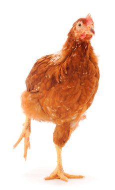 Genç kahverengi tavuk beyaz arka planda izole edildi.