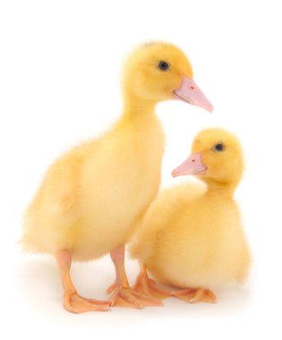 Küçük şirin ördek yavrusu beyaz arka planda tek başına duruyor..