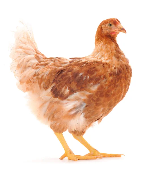 Junge Braune Henne Isoliert Auf Weißem Hintergrund — Stockfoto