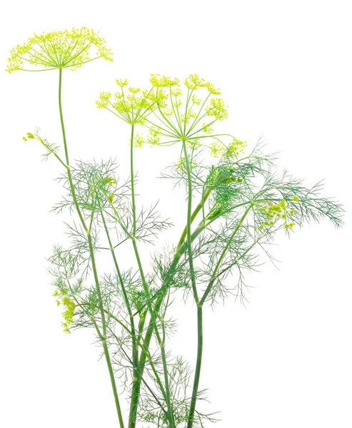 Close Shot Branch Fresh Green Dill Herb Leaves Isolated White — Stock Photo, Image