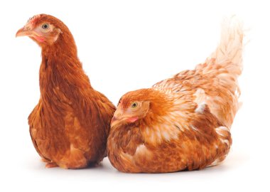 Beyaz arka planda izole edilmiş iki genç kahverengi tavuk..