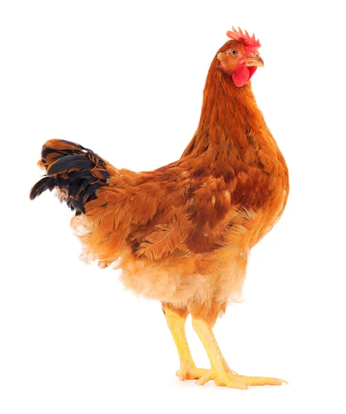 Genç kahverengi tavuk beyaz arka planda izole edildi.