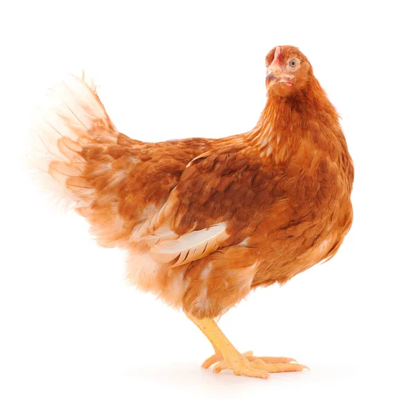 Jeune Poule Brune Isolée Sur Fond Blanc — Photo