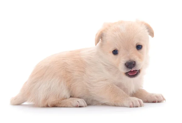 Pequeno Filhote Cachorro Isolado Fundo Branco — Fotografia de Stock