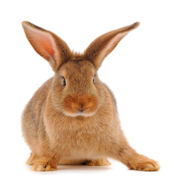Beyaz arka planda izole edilmiş kahverengi tavşan..