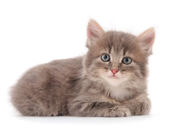 Small Gray Kitten White Background — Stock Photo, Image