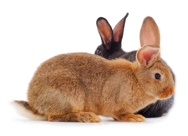 Two Rabbits Isolated White Background — Stock Photo, Image