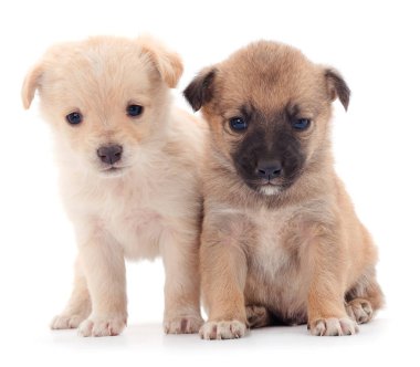 Beyaz arka planda izole edilmiş iki küçük yavru..