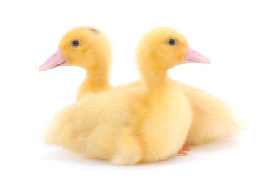 Küçük şirin ördek yavrusu beyaz arka planda tek başına duruyor..