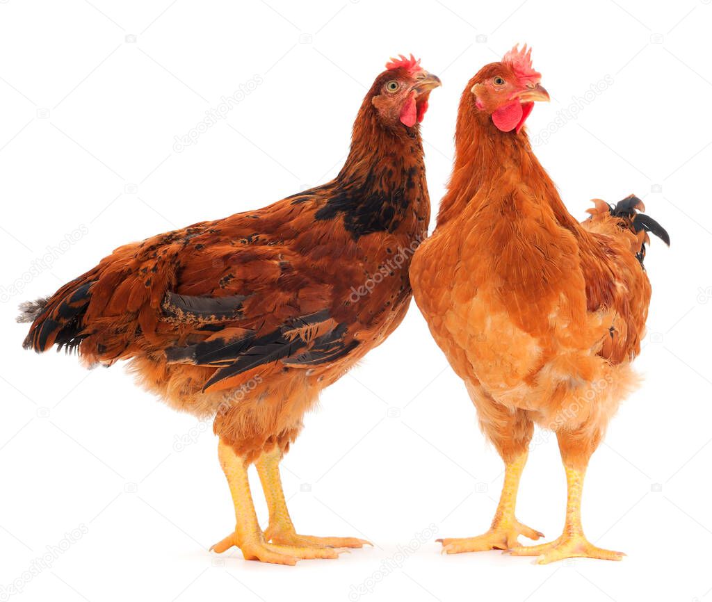 Two young brown hen isolated on white background.