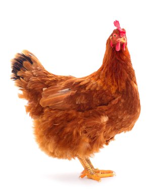 Genç kahverengi tavuk beyaz arka planda izole edildi.