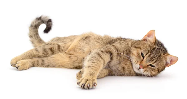 Hermosa Casa Marrón Gato Sobre Fondo Blanco — Foto de Stock