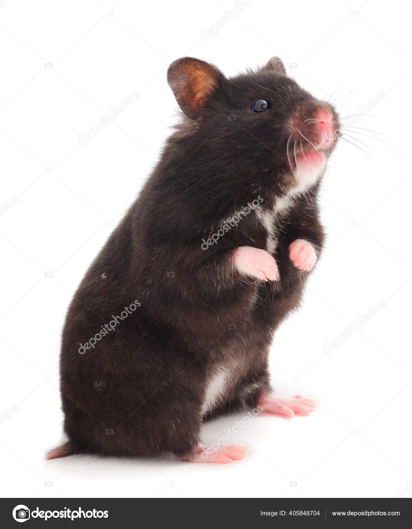 배경에 귀여운 햄스터 — 스톡 사진 © singaevskagalina.gmail.com #405848704, image size:1325x1700