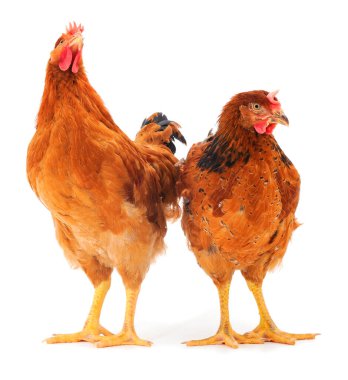Beyaz arka planda izole edilmiş iki genç kahverengi tavuk..