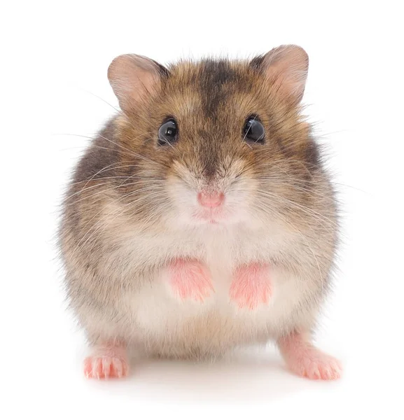 Dvärg Grå Hamster Isolerad Vit Bakgrund — Stockfoto