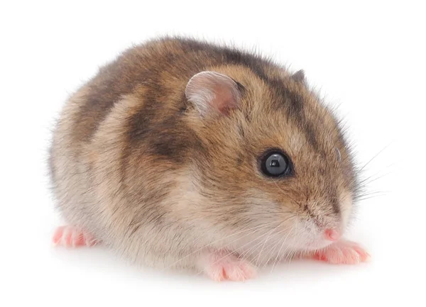 Dvärg Grå Hamster Isolerad Vit Bakgrund — Stockfoto