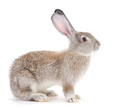 Beyaz arka planda izole edilmiş gri tavşan.