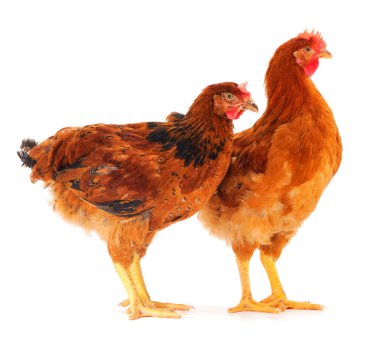 Beyaz arka planda izole edilmiş iki genç kahverengi tavuk..