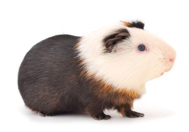 Beyaz arka planda izole edilmiş kobay faresi. Komik, guinapig. 