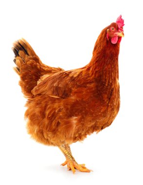 Genç kahverengi tavuk beyaz arka planda izole edildi.