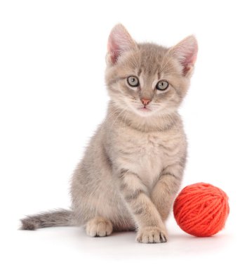 Beyaz arka planda izole edilmiş iplik yumağıyla kedi yavrusu. 