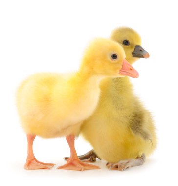 Beyaz arka planda izole edilmiş iki yavru.. 