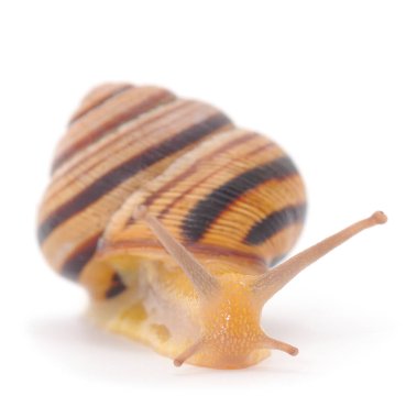 Beyaz arkaplan önünde bahçe salyangozu.