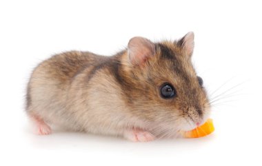 Cüce gri hamster beyaz arka planda izole.