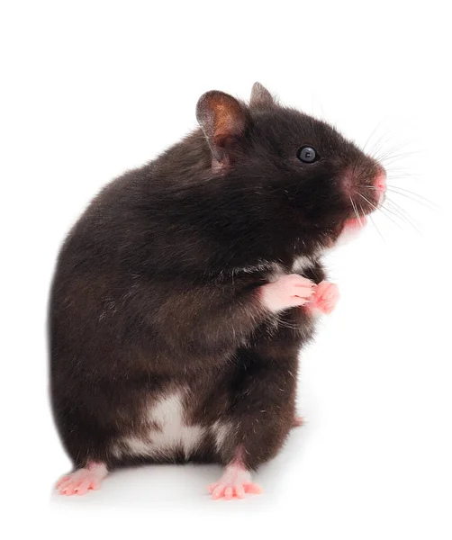 Dwarf Black Hamster Isolated White Background — Stock Photo, Image