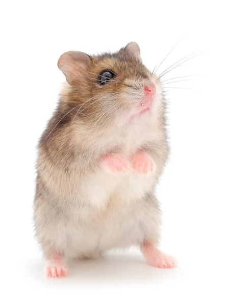 Dwerggrijze Hamster Geïsoleerd Witte Achtergrond — Stockfoto