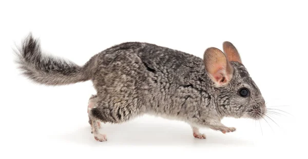 Pequeña Chinchilla Gris Aislada Sobre Fondo Blanco — Foto de Stock