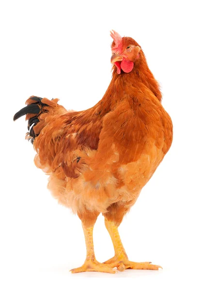 Junge Braune Henne Isoliert Auf Weißem Hintergrund — Stockfoto