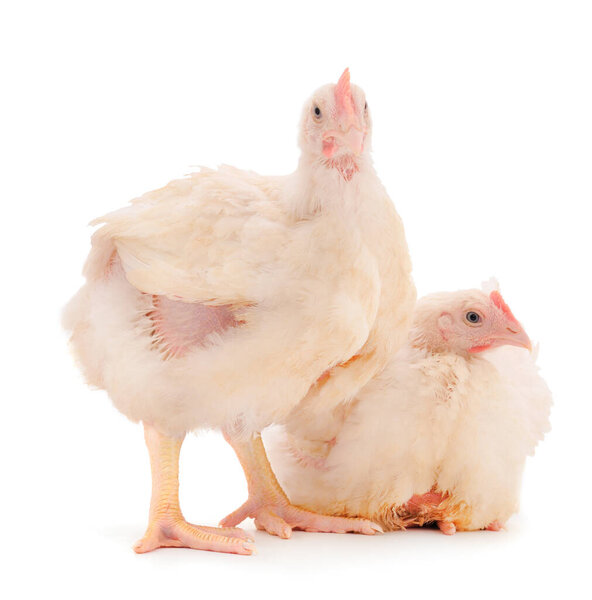 Two chicken or young broiler chickens on isolated white background.