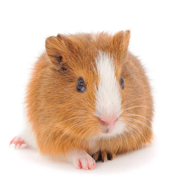 Guinee Varken Geïsoleerd Witte Achtergrond Grappig Cavia — Stockfoto