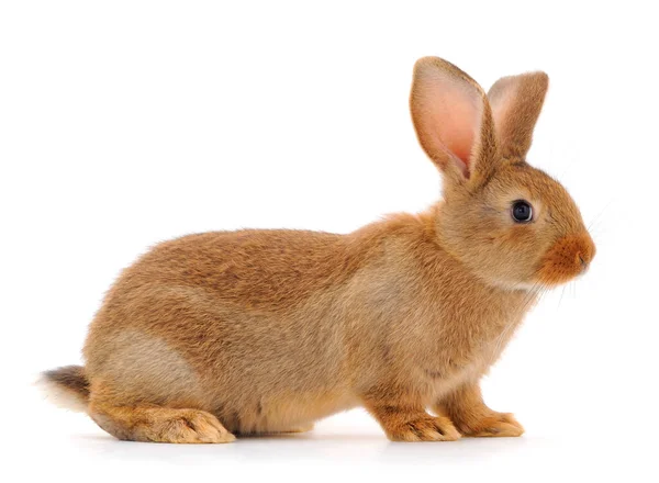 Braunes Kaninchen Isoliert Auf Weißem Hintergrund — Stockfoto