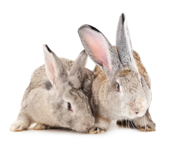 Grijze Konijnen Geïsoleerd Een Witte Achtergrond — Stockfoto