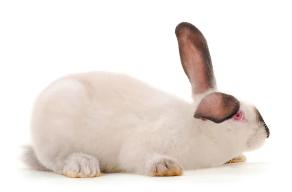 White Rabbit Isolated White Background — Stock Photo, Image