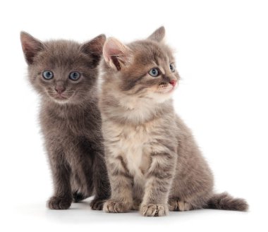 Beyaz arka planda iki küçük kedi yavrusu..