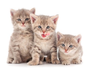 Önde beyaz arka planda izole edilmiş üç yavru kedi var.. 