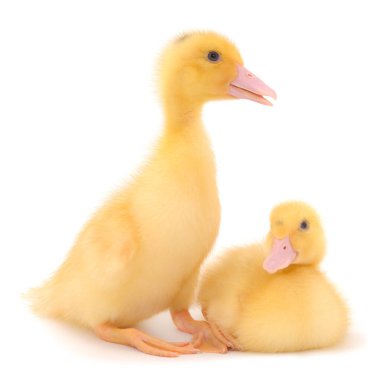 Küçük şirin ördek yavrusu beyaz arka planda tek başına duruyor..