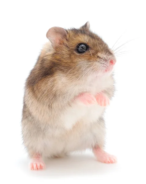 Dwerggrijze Hamster Geïsoleerd Witte Achtergrond — Stockfoto