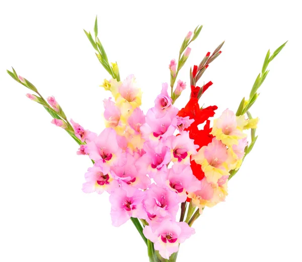 Bouguet Rózsaszín Gladiolus Virág Elszigetelt Fehér Hátterű Üres Gratulációs Kártya — Stock Fotó