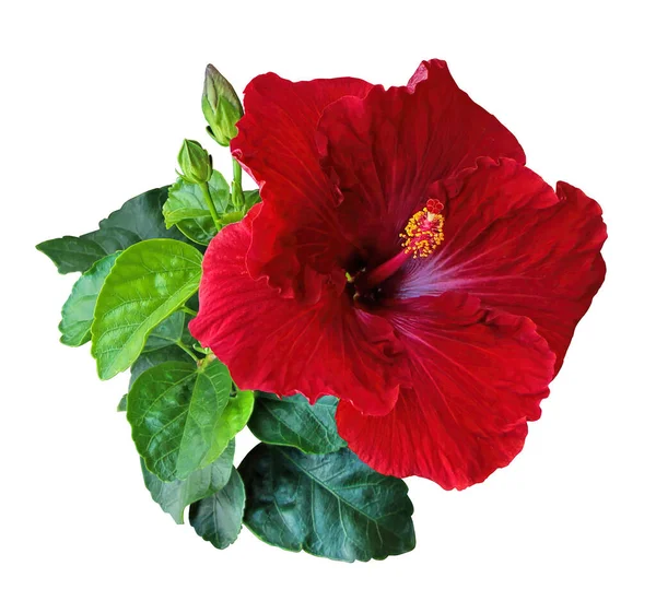 Hibiscus Rojo Flores Chino Rosa Aislado Sobre Fondo Blanco — Foto de Stock