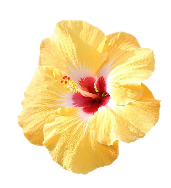 Flores Amarillas Hibisco Rosa China Aislada Sobre Fondo Blanco — Foto de Stock
