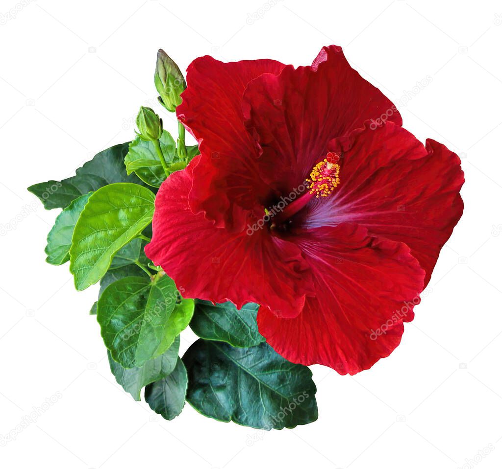 Red Hibiscus flowers Chinese Rose Isolated on white background